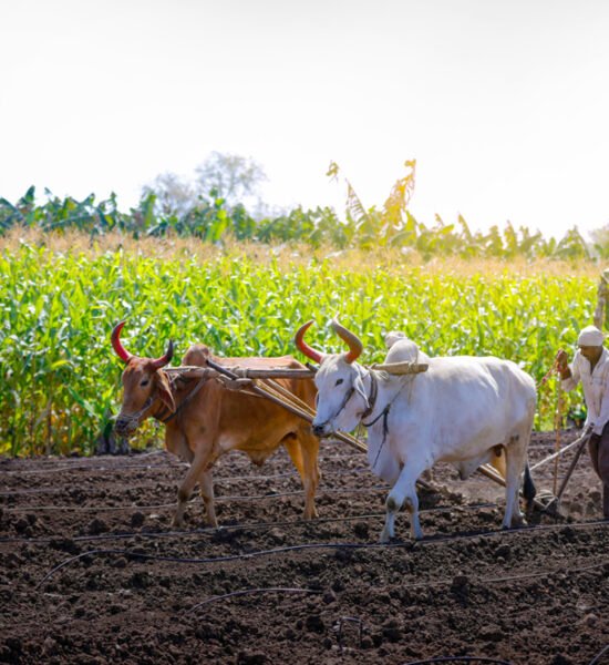 young indian farmer plowing at field